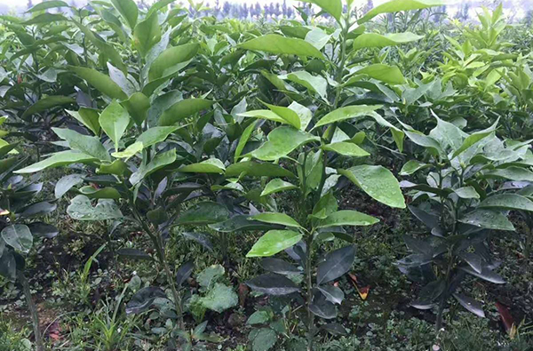 不知火柑橘苗